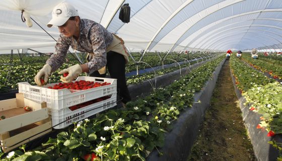 Temporeras de la fresa contra la explotación laboral y sexual