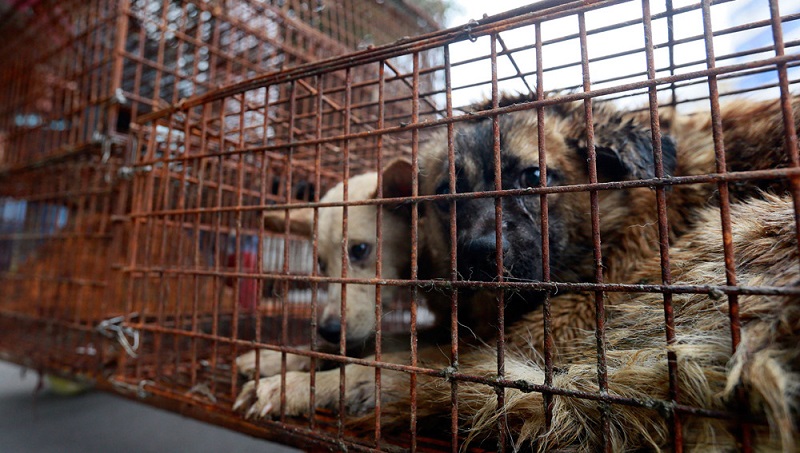 Puerto Deseado: el Frente para la Victoria y Cambiemos aprueban matanza de perros