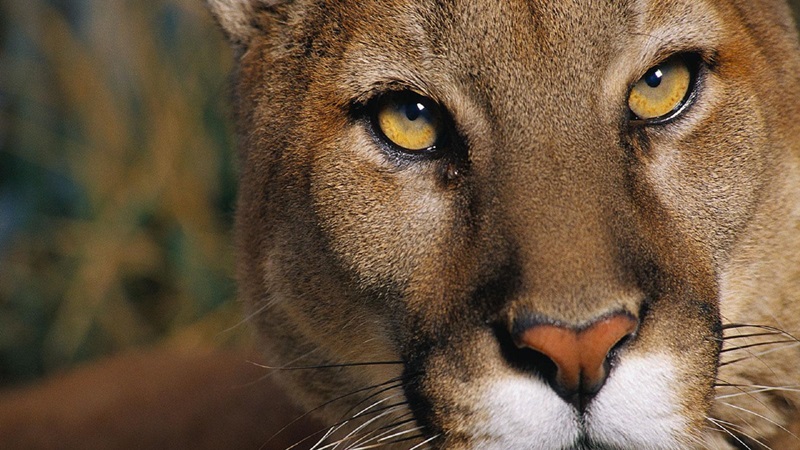 Secretaría de Ambiente flexibiliza las políticas de protección de la fauna silvestre