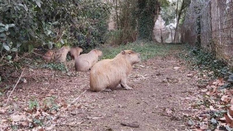 De mal en peor: carpinchos del country Abril trasladados a centro denunciado por maltrato animal