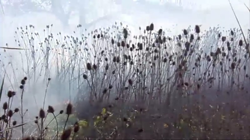 Incendio en la reserva natural Isla Verde de Morón