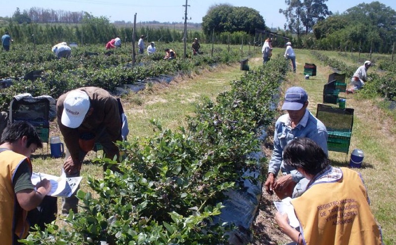 Trabajadores golondrinas: terminar la temporada y cobrar menos que el IFE