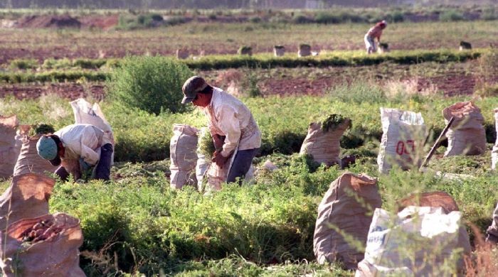 Un día sin cosechadores: pandemia, escasez de trabajadores y racismo en Mendoza