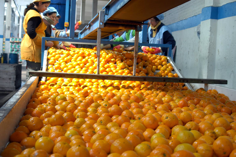 Citrus: recortan planes interzafra y benefician a empresarios