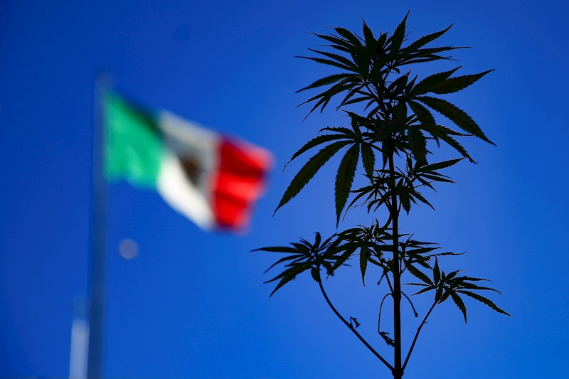 ¿Qué hay detrás de las legalización de la marihuana en México?