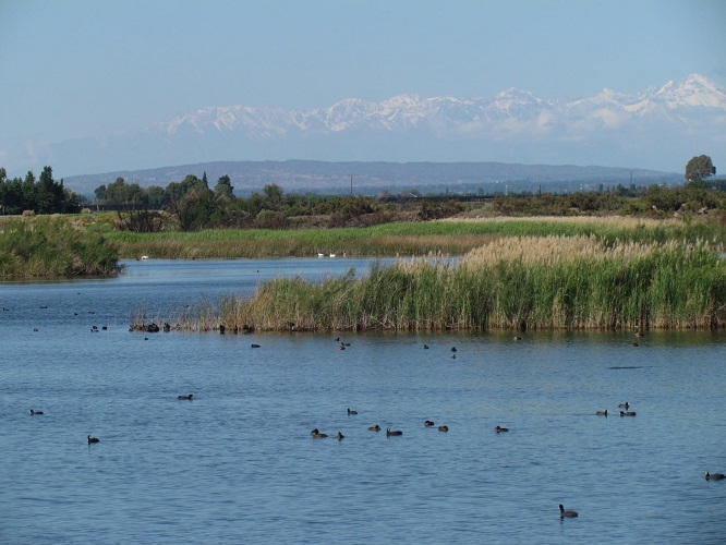 Laguna La Paloma: nuevo ataque al último humedal de la zona centro y norte de Mendoza