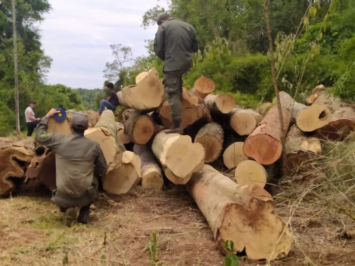 Tala indiscriminada en Misiones: empresas madereras realizan desmonte ilegal