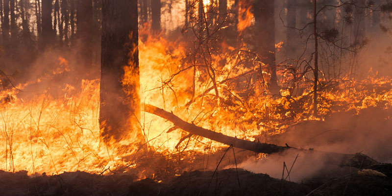 Devastación por incendios en México: Crisis climática e inacción gubernamental 