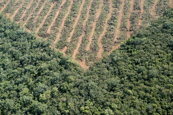 Desaparición del bosque nativo en Chile: 200 mil hectáreas perdidas en 16 años