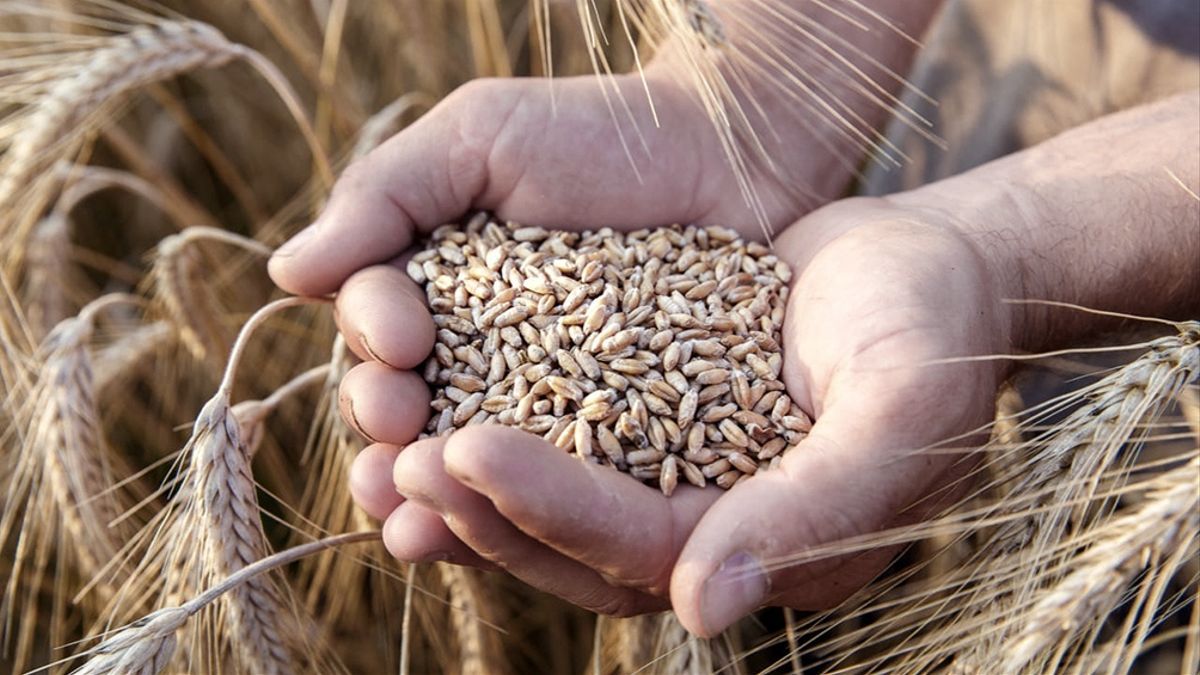 Alimentos, hambre y guerra