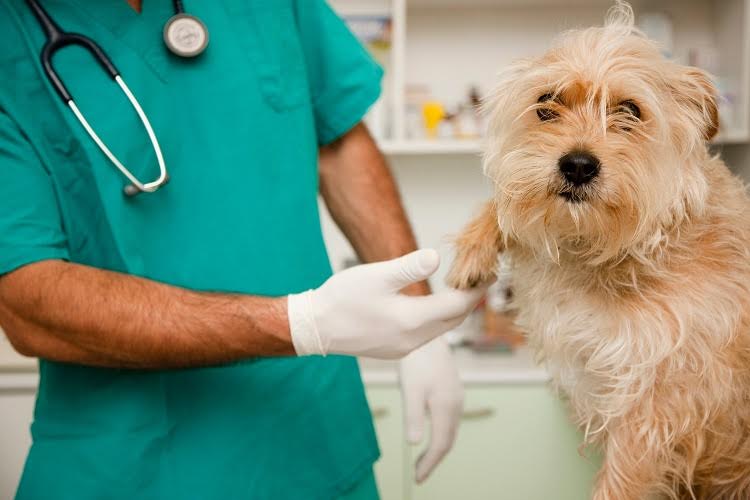 “Antes que médicos veterinarios, somos agentes de salud pública”