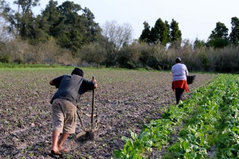 La Plata: ¿Quién produce los alimentos que llevás a tu mesa?