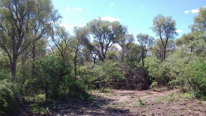 El secretario de Ambiente de Córdoba anuncia cambios en el mapa de bosques