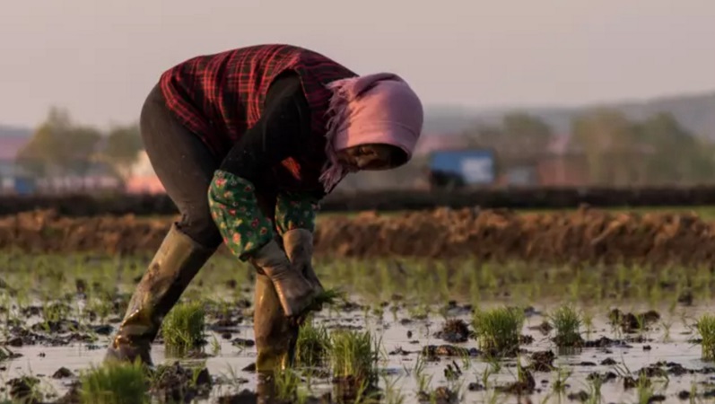 Principal provincia agrícola de China prohíbe transgénicos