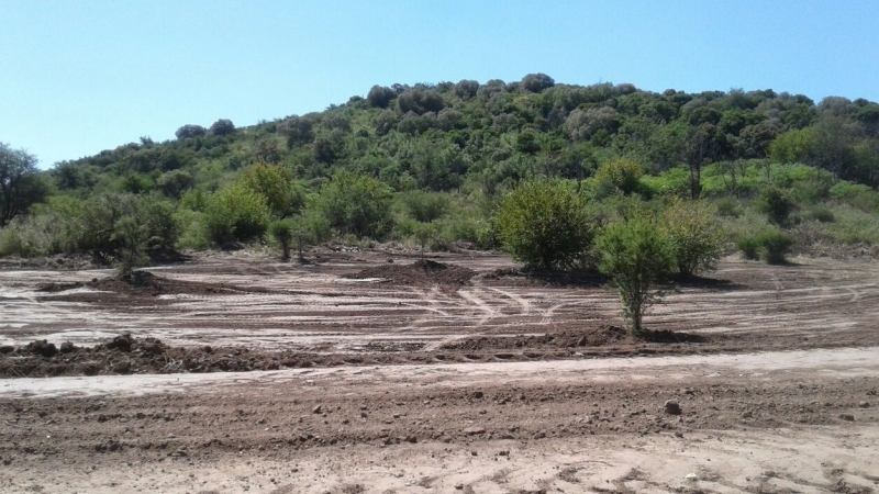 Más de 500 hectáreas de bosque peligran en Villa Allende