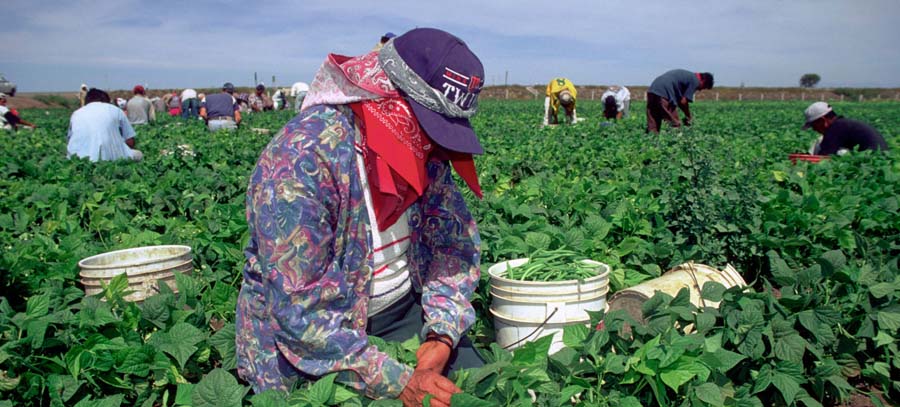 Canadá: trabajadores agrícolas en riesgo por denunciar condiciones laborales