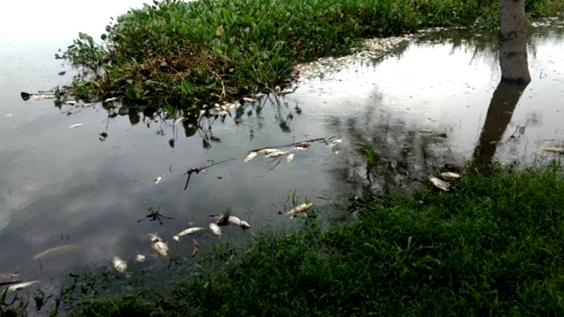 Agrotóxicos en la mira por masiva mortandad de peces en Santa Fe