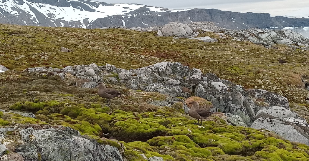 Preocupación por el enverdecimiento de la Península Antártica