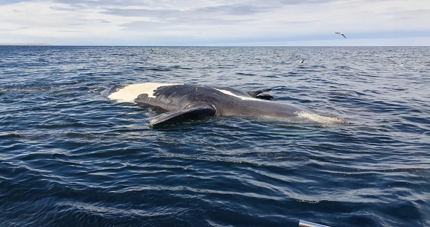 Muerte de ballenas: resultados preliminares confirman hallazgo de toxinas