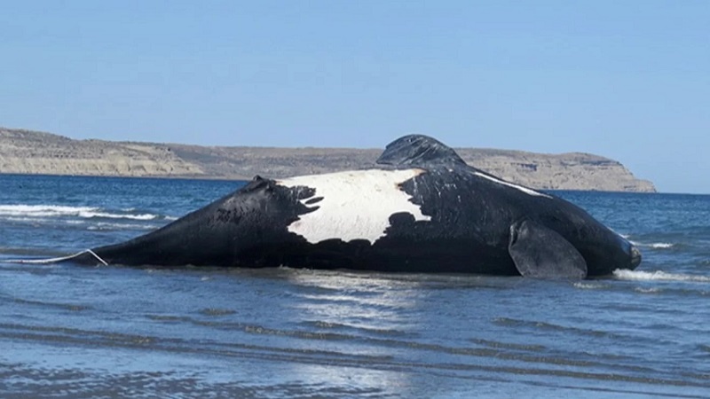 Chubut: ya son 13 las ballenas muertas en el Golfo Nuevo