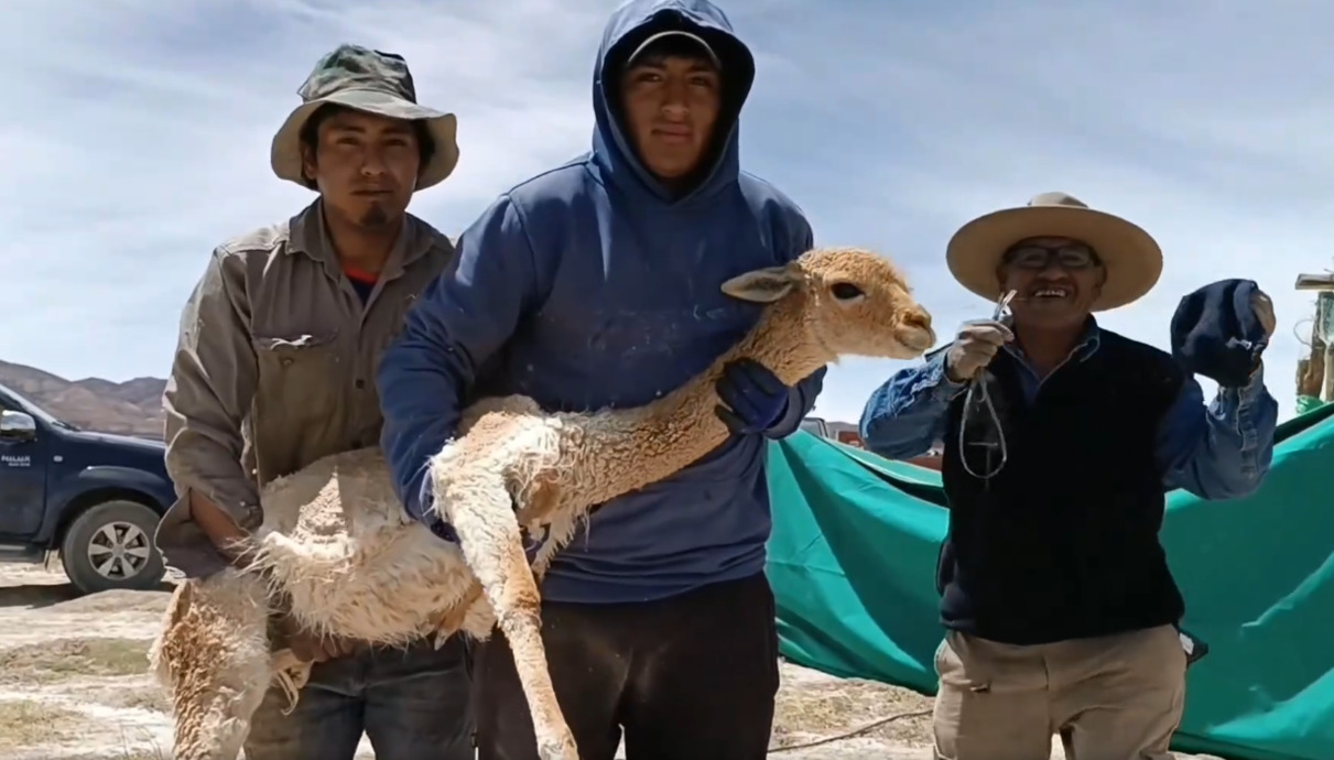 Voces desde la Puna jujeña: esquila sostenible de vicuñas amenazada por la fiebre del litio