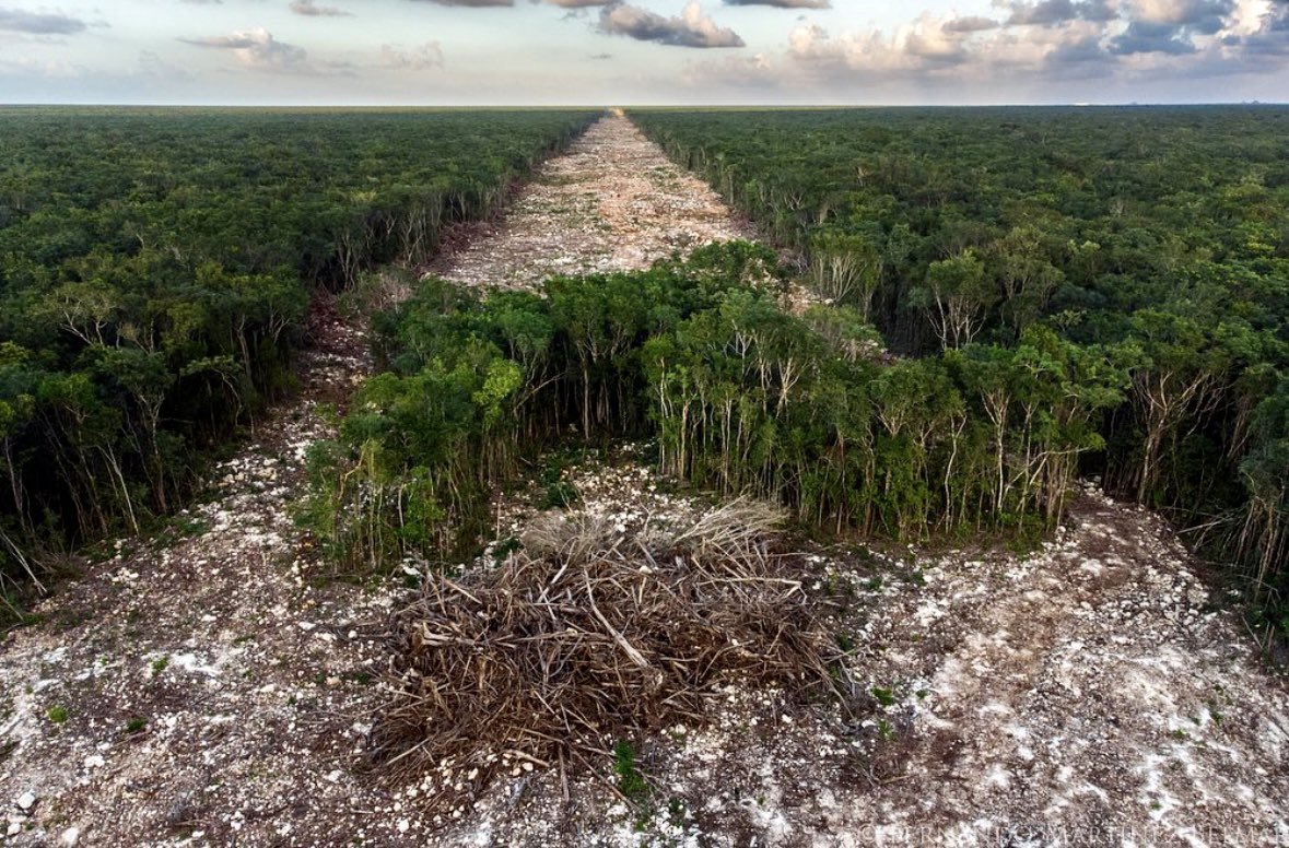 10 millones de árboles han sido talados para construcción del Tren Maya