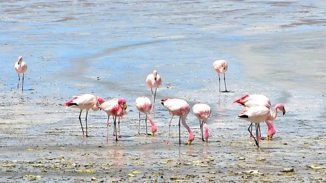 Detectan influenza aviar en flamencos muertos en La rioja y Catamarca