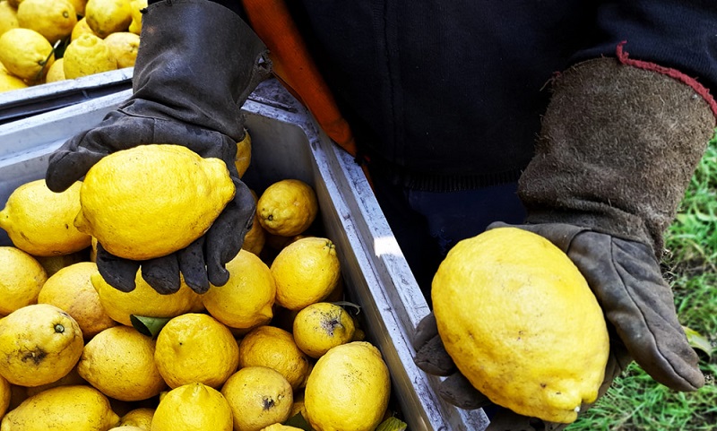 La máquina de exprimir: crónica desde una cosecha del limón