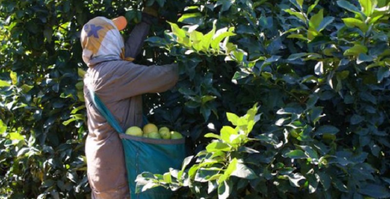 Empresarios del citrus se niegan a pagar el bono de fin de año a los trabajadores