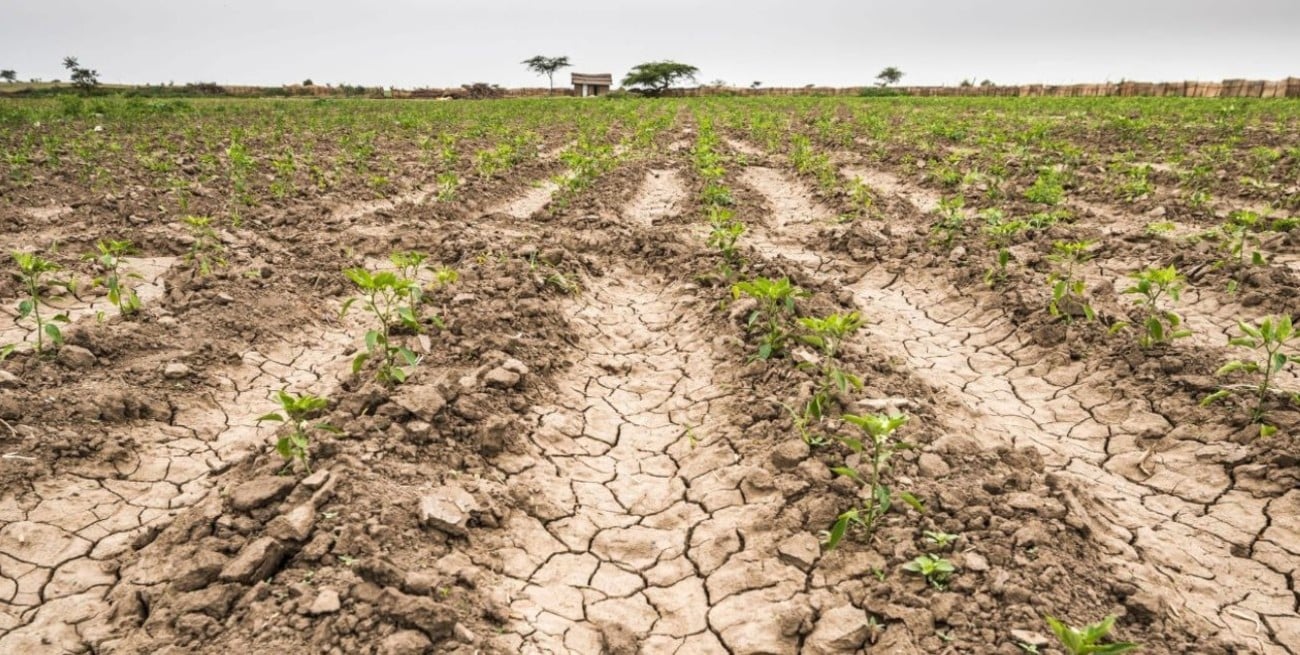 Sequía récord: causas y consecuencias del avance del extractivismo agropecuario en la Argentina