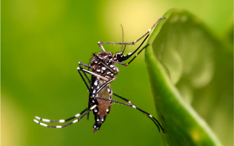 ¿Qué pasa en Florencio Varela con la epidemia de dengue?