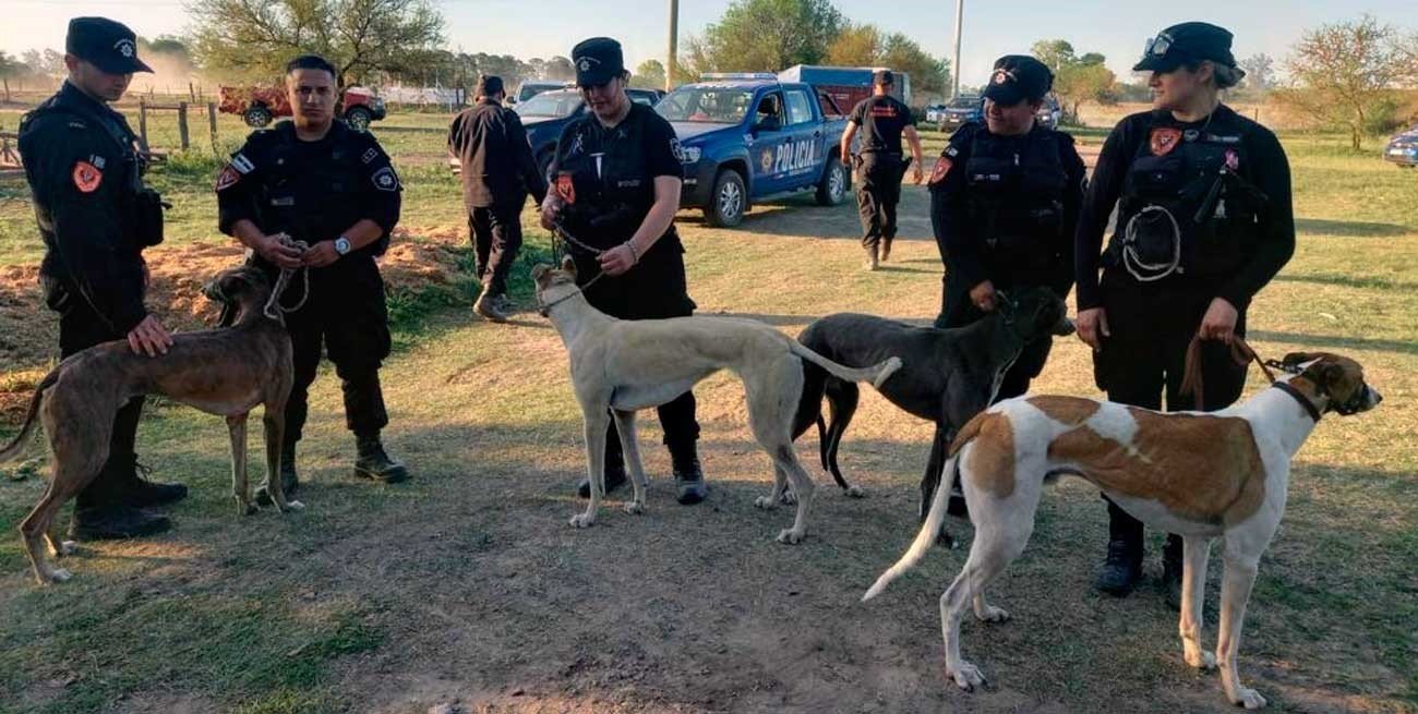 Fiscal obliga a que galgos maltratados vuelvan con los dueños que los sometían