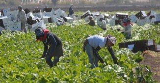 Chihuahua: jornaleros denuncian abuso laboral y los desaparecen