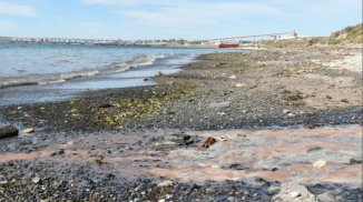 Chubut: barcos y empresas arrojan desechos pesqueros sin tratar en Puerto Madryn