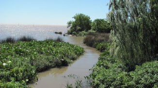 Edesur derribó árboles de un sector de la reserva ecológica de Bernal vulnerando la Ley de Bosques