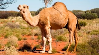 Más de diez mil camellos podrían ser fusilados en Australia porque “beben mucha agua”