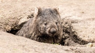 Las historias sobre wombats “héroes” en Australia son falsas: cómo ayudan realmente 