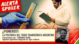 Los peligros del trigo transgénico que se aprobó en Argentina | #AlertaSpoiler