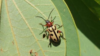 Taxojueves: el ecosistema tuitero de los amantes de la biodiversidad