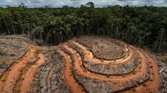 COP 26: gobiernos de más de 100 países se comprometen a frenar la deforestación para 2030