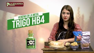 La mesa va a estar servida con veneno: el gobierno aprobó el trigo transgénico HB4