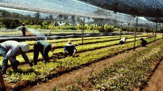 Las duras condiciones de trabajo de los obreros rurales