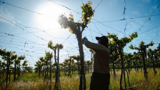 Mendoza: la tierra, el sol y las manos que hacen el vino