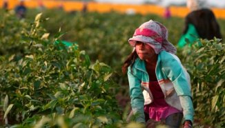 Mate amargo: 150 años de explotación laboral a las infancias en Misiones