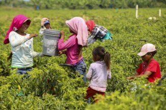 El Gobierno reconoce que el 60 % del trabajo infantil se ubica en las zonas rurales 