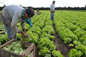 Bono UATRE: será un tercio de lo pedido, en cuotas y para la mitad de los rurales