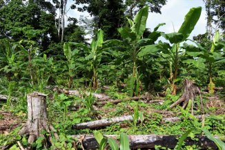 Brasil, Congo y Bolivia, líderes en la destrucción de bosques tropicales húmedos