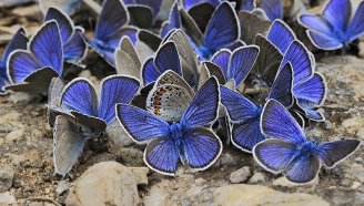 Mariposas