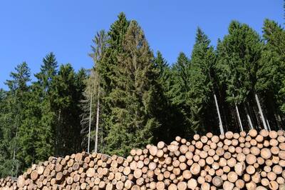 Estrenan nuevo documental: "El problema de raíz. El modelo forestal y su impacto en Chile"