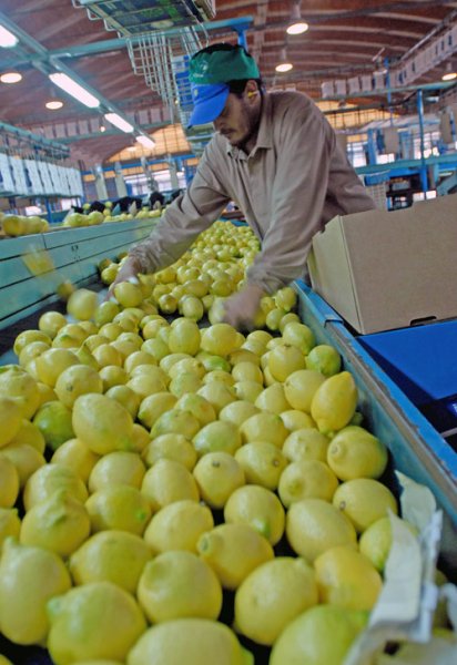 Despidos en Tucumán: la situación en Citrusvil